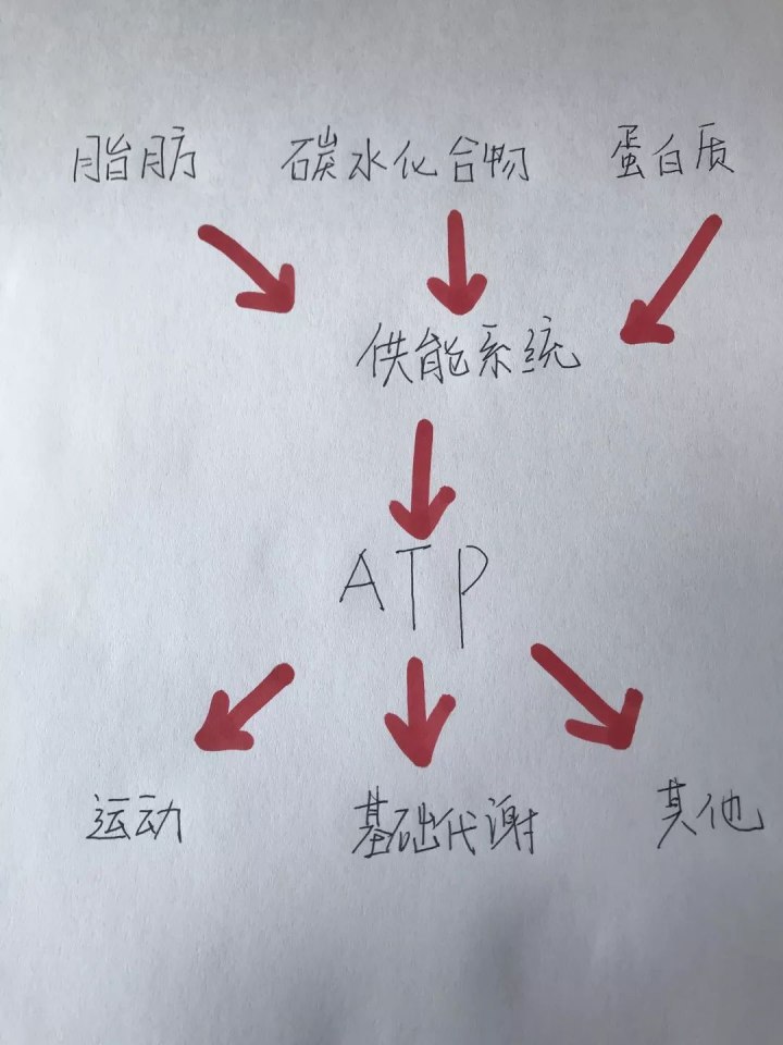 運(yùn)動(dòng)30分鐘后才開(kāi)始消耗脂肪……是真是假？
